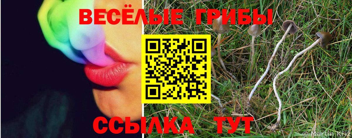 Псилоцибиновые грибы GOLDEN TEACHER Горно-Алтайск